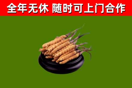 相山烟酒回收冬虫夏草.jpg